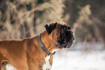 Dog breed boxer in the winter forest
