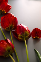 Fototapeta premium Tulips on table