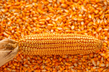 Corn cob with golden seed kernels, conceptual image