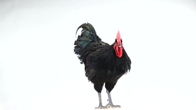 black rooster australorp (Gallus gallus) with dark green plumage singing on white screen. sound