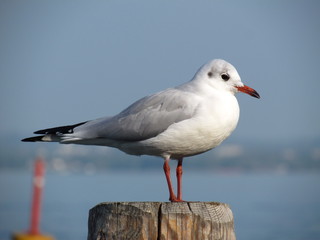 seagull on a post