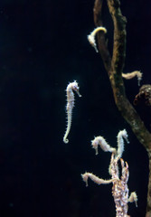 White spotted Seahorse swimming in deep dark sea, selective focus