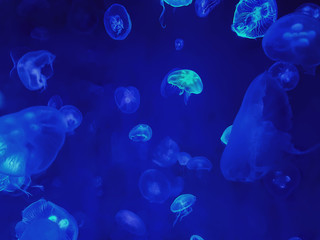 Full Frame Background of Group of Jellyfish in Sea Water with Blue Lighting
