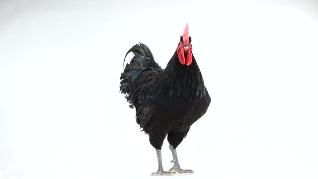 black rooster australorp (Gallus gallus) with dark green plumage singing on white screen. sound