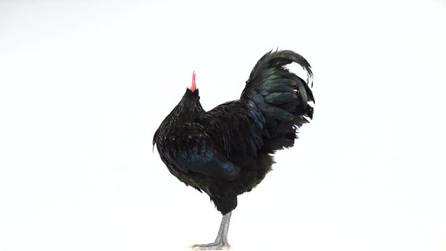 black rooster australorp (Gallus gallus) with dark green plumage singing on white screen. sound