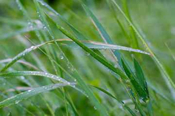 Fototapeta na wymiar dew on grass