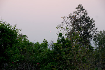 Springtime forest sunset light in Thailand