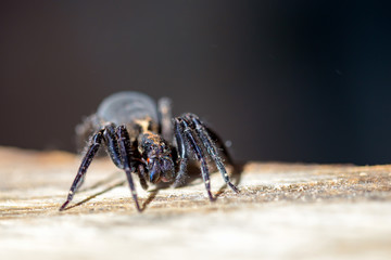 Macro photography of a big black wolf spider walking on a wood plank. Captured in a carpenter workshop in the Andean mountains of central Colombia.