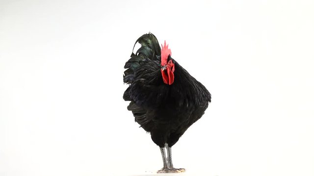 black rooster australorp (Gallus gallus) with dark green plumage and sings on white screen. sound