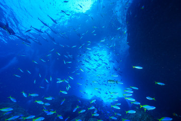 Fototapeta na wymiar 小笠原の海を泳ぐウメイロモドキとイソマグロの群れ
