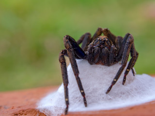 Macro photography of a big black wolf spider protecting her nest. Captured at the Andean mountains of central Colombia.