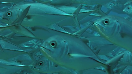 A huge school of Jacks. Big eye Trevally Jack, (Caranx sexfasciatus) Forming a polarized school, bait ball or tornado,Maldives, Indian Ocean, slow motion