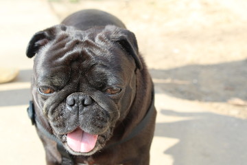 dog pug for a walk close-up