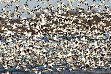 Snow Geese Flight
