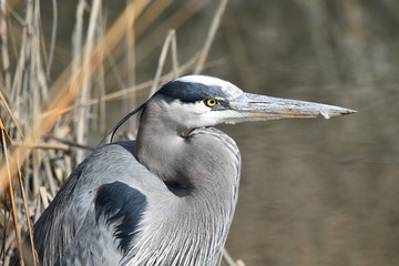 Great Blue Heron Thoughts