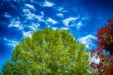 green tree and blue sky