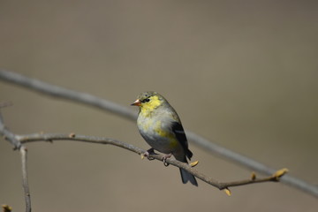 Obraz premium Perched Bird 