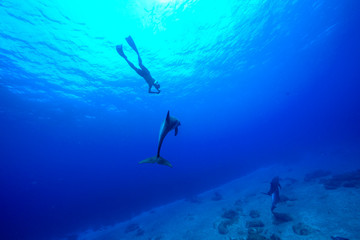 Fototapeta na wymiar 小笠原の海でドルフィンスイム　イルカと泳ぐ
