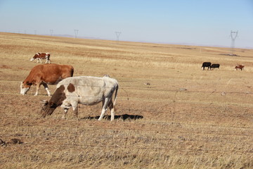 Obraz premium herd of cows grazing in field