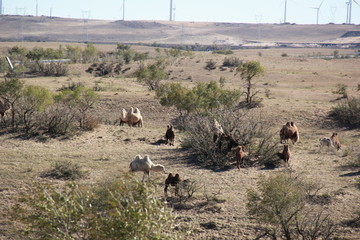 Fototapeta premium Camel group on the prairie