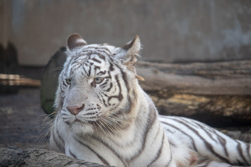 ホワイトタイガー