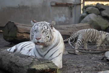 ホワイトタイガー