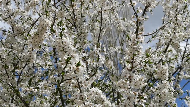 blooming fruit trees in spring, flowering trees in spring close up,