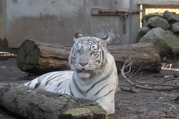 ホワイトタイガー