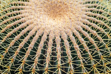 Closeup of spines on big globular cactus, background cactus with spines
