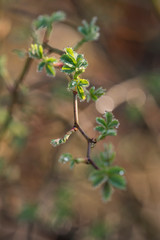 Drops of dew on the leaves of a rose.
