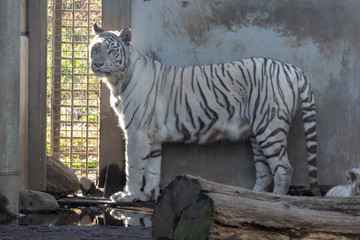 ホワイトタイガー