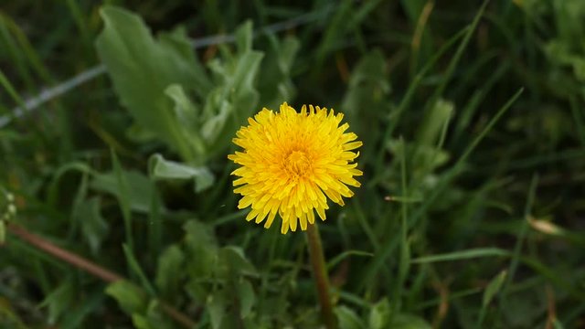 new blooming dandelion flower in spring, yellow dandelion flower,
