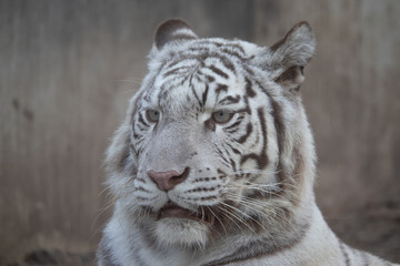 ホワイトタイガー