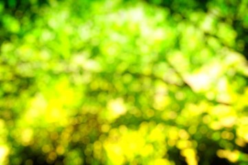 Obraz premium Abstract Natural Green Bokeh Background.