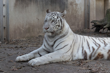 ホワイトタイガー