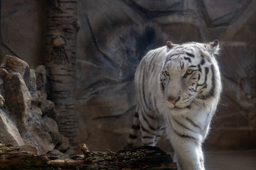 ホワイトタイガー