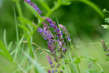 blue flowers on green background