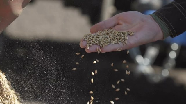 Strong man's hand takes a lot of wheat grains, cultivated land.