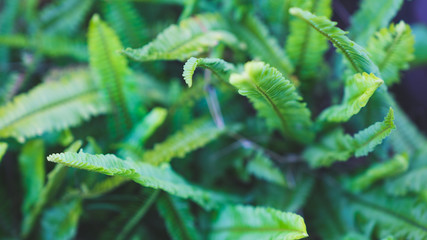 fern_003