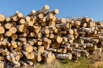 Bunch of logs stacked up, Stack of cut trees.