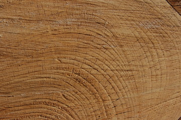 Fototapeta premium background cut a large tree trunk pale brown color