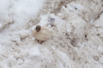 white sparrow with a gray cap on a snowdrift