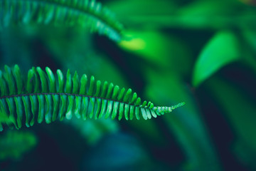 fern_002