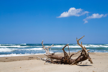 青い海と流木