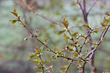 Flower bud of cherry blossom in spring.