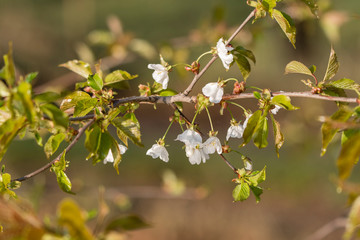White cherries flowers outdoors on tree branch with green leaves.