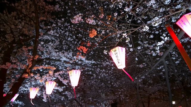 The scenery of Meguro River in full bloom with cherry blossoms. The lanterns of the festival are swaying in the wind.