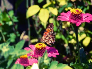 flor mariposa primavera