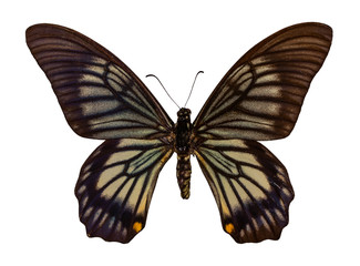 Color butterfly, isolated on white background with clipping path,  Chilasa veiovis