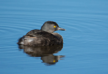 Least Grebe